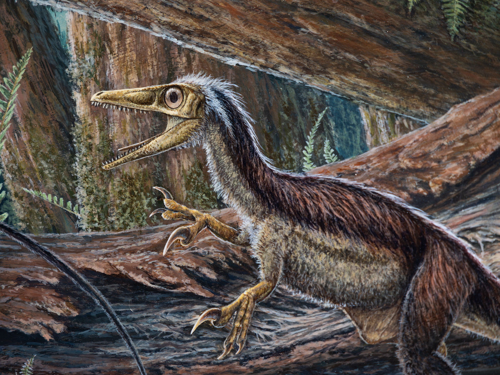 Sinosauropteryx painting, John Lanzendorf Collection